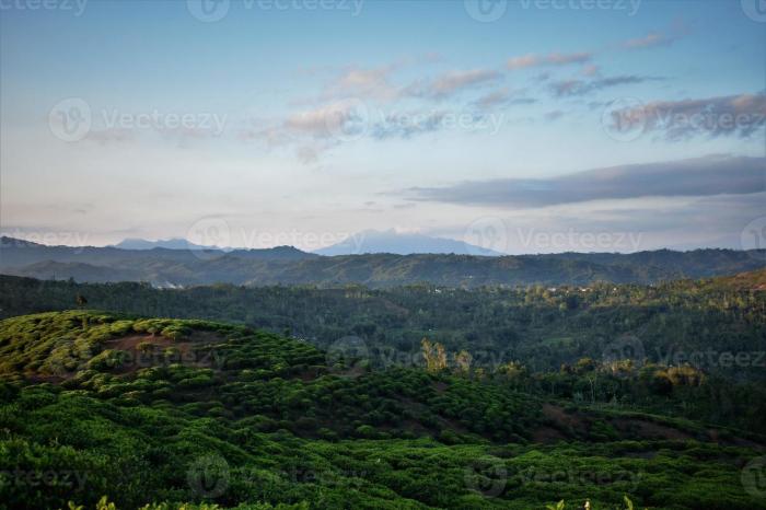 Menjelajahi kebun teh di Sukabumi