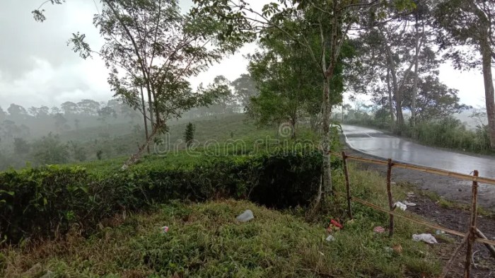 Menjelajahi kebun teh di Sukabumi