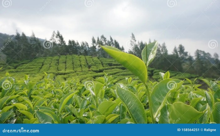 Menjelajahi kebun teh di Sukabumi